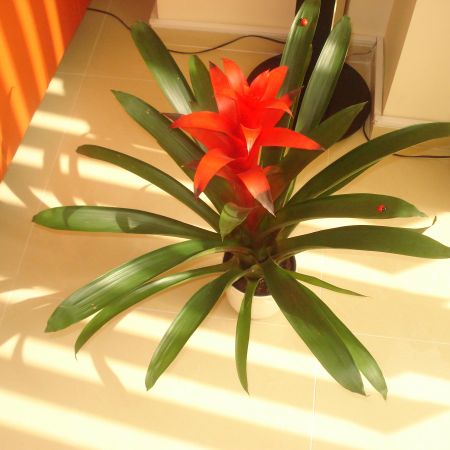 Guzmania(mihaela)